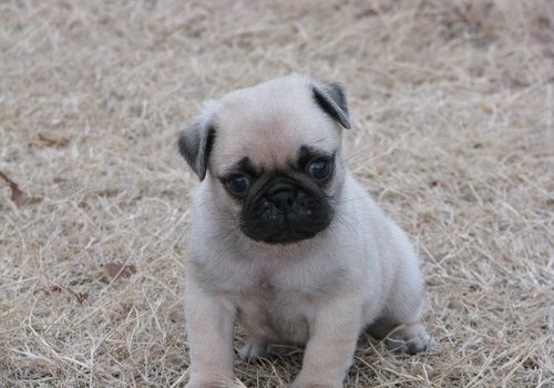 Our Home Raised Pug Puppies