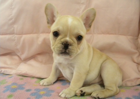 French Bulldog