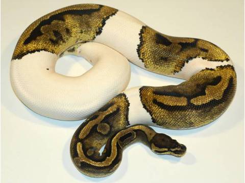 cute and Adorable piebald,albino and ball pythons now available For Adoption