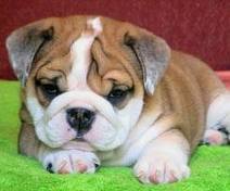 Adorable english bulldog puppy for adoption!!!!!!