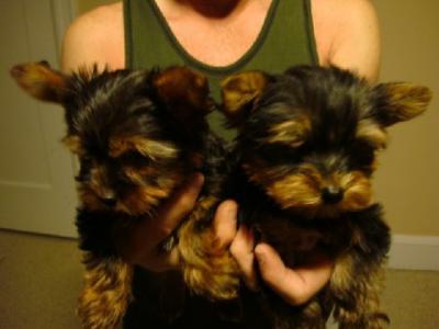 Cute Teacup Yorkie Babies For  Adoption to good homes