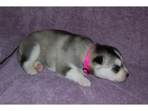 beautiful siberian husky puppies for sale