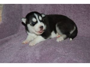 cute siberian husky puppy for sale