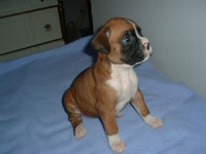 boxer pup for sale