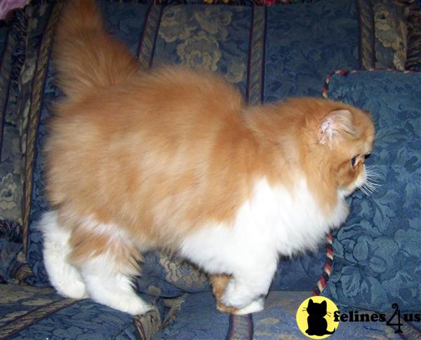 Persian Kittens for sale