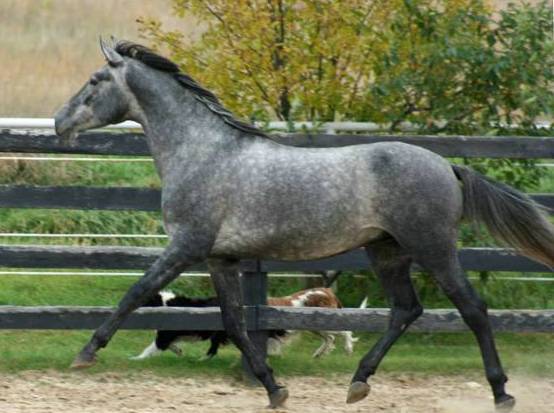 Friesian horse for sale