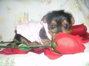 yorkshire terrier puppy for sale