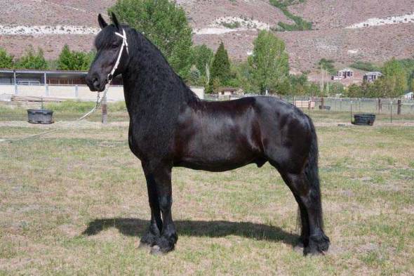 Friesian