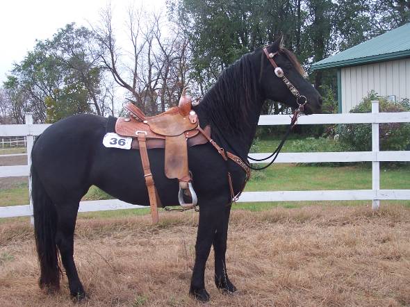 Friesian horse for sale