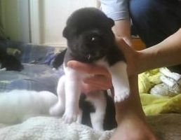 akita puppy for sale