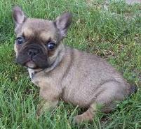 french bull dog puppy for sale