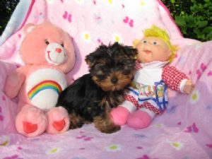 yorkshire terrier pup for a lovely home