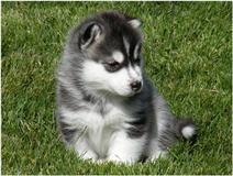 HUSKY PUPPIES FOR X MASS