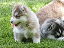 Quality Siberian Husky Puppies