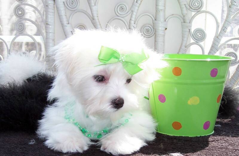 Affectionate Maltese Puppies For Re-homing