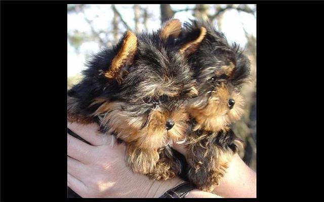 Two Yorkie puppies to give it out for adoption