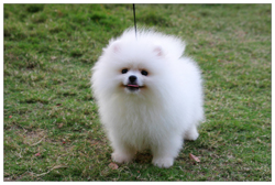 pomeranian puppies for sale