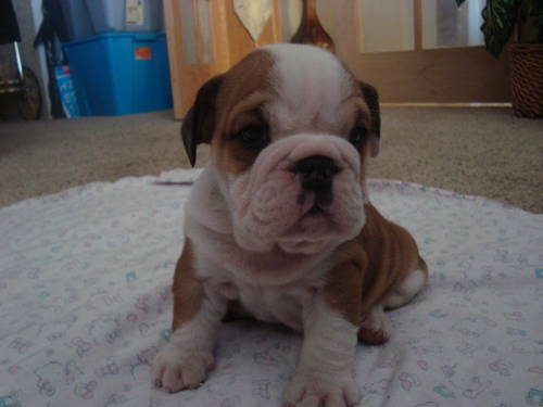 english bulldogs puppies