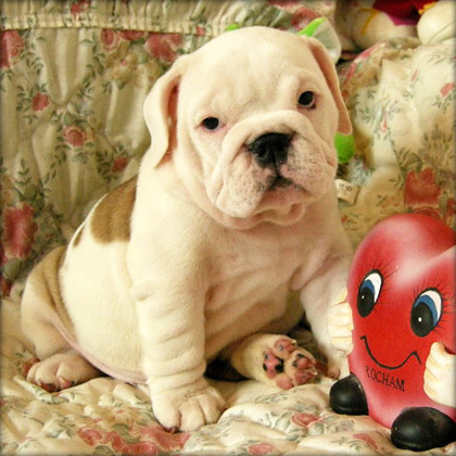 Two English Bulldog Puppies For Adoption