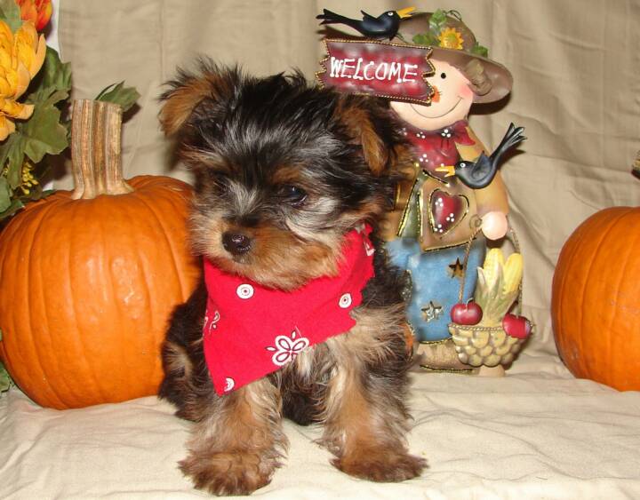 Adorable Teacup Yorkie Puppies For Free Adoption