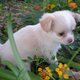 supper chihuahua puppy for free