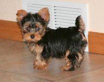 gorgoius yorkie puppy for free adoption