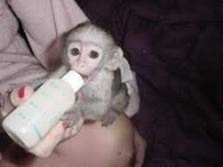 Lovely  Capuchin monkey  ( Bella )