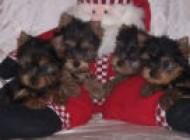 CAHARMING TEACUP YORKIE PUPPIES FOR ADOPTION