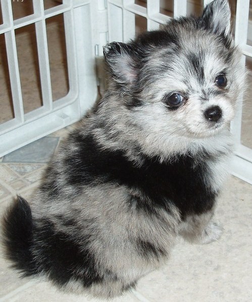 Adorable Pomeranian puppy available for a loving home