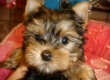 two sweet Yorkie puppies male and female looking for good homes...{cynthiabenet@live.com}