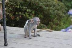 Adorable female capuchin monkey for adoption