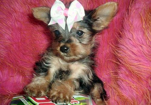 Cute And Adorable Male And Female Teacup Yorkie Puppies For Adoption.