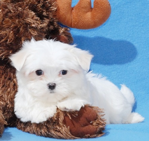 Female Maltese Puppy For Adoption