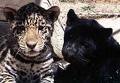 JAGUAR CUBS FOR SALE