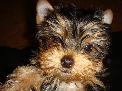 YORKSHIRE TERRIER PUPPY