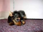 Cute Female Teacup yorkie Puppy