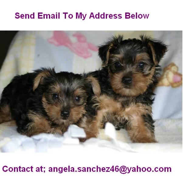 Adorable Yorkie Puppies For Adoption