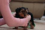 aderoble male and female tea cup Yorkie puppies for adoption