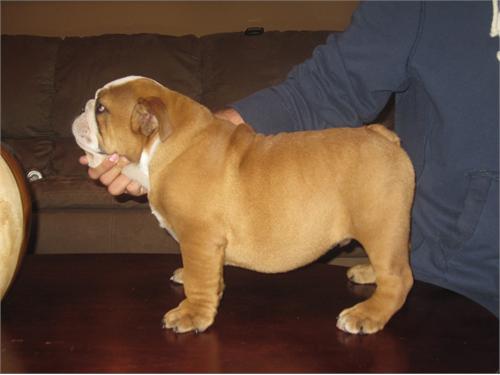 AKC ENGLISH BULLDOGS PUPPIES CHAMPION LINE