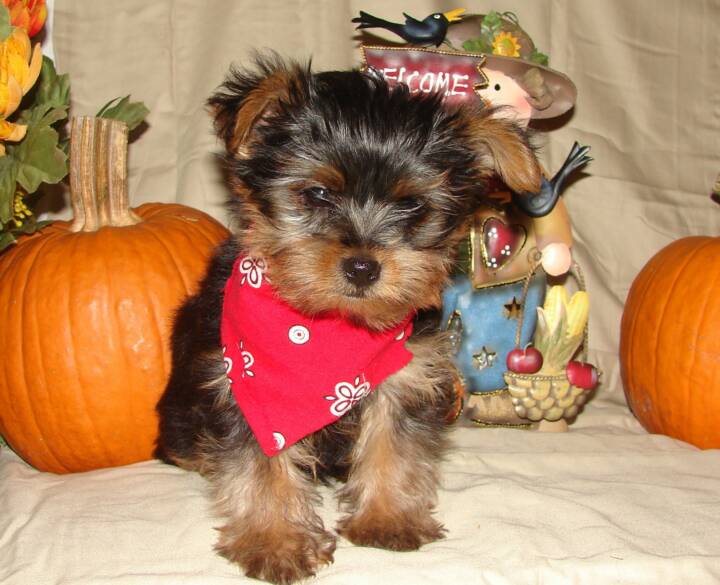 Quality AKC Yorkie Puppies For Free Adoption