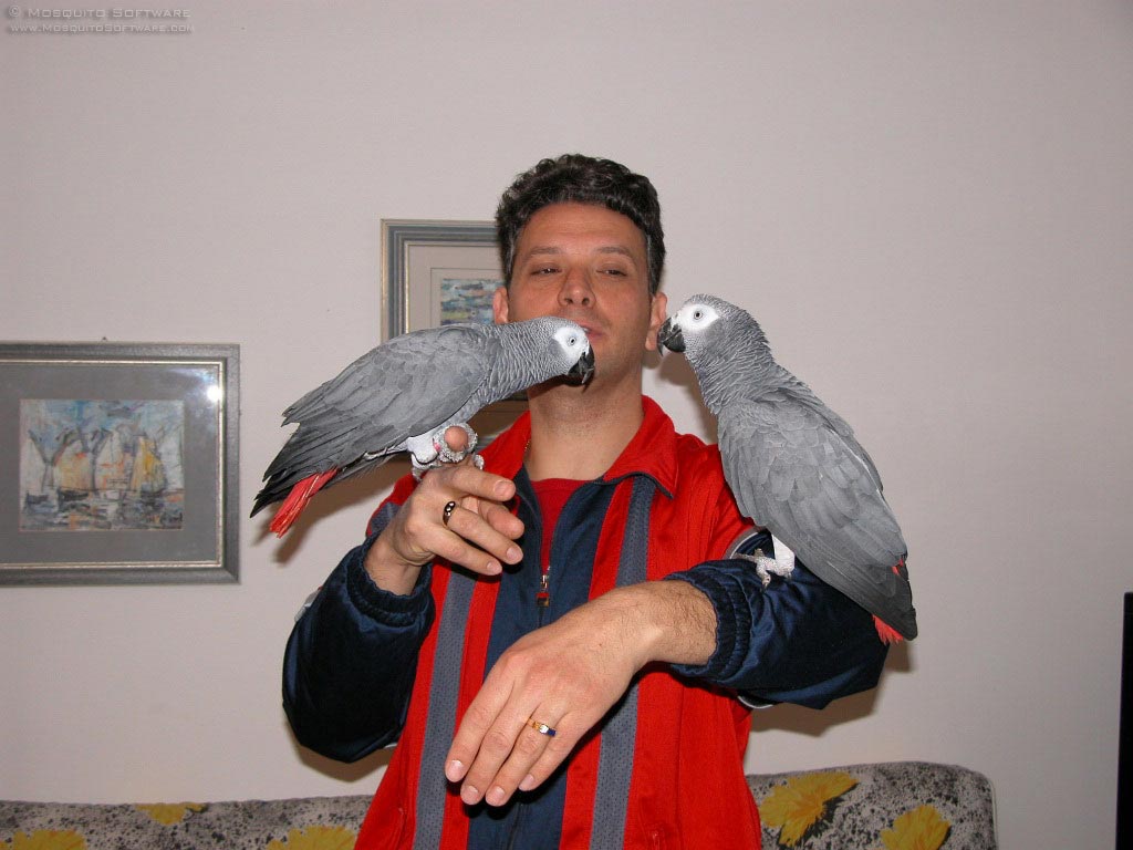 cute and lovely congo grey parrot