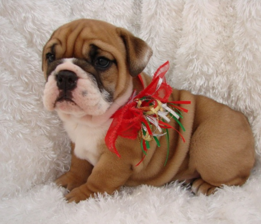 Affectionate AKC English Bulldog Puppies for Adoption