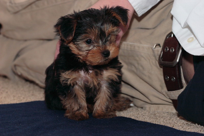 Cute And Adorable Male And Female Teacup Yorkie Puppies For Adoption.