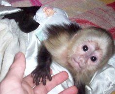 intelligent capuchin monkey for a good home