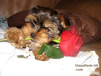 Tea Cup Yorkie Puppies For Free Adoption.