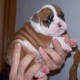 Full blooded English bulldog pups for free adoption