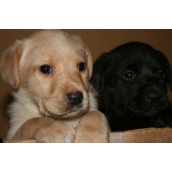 two Lab puppies (male and female) for free adoption t