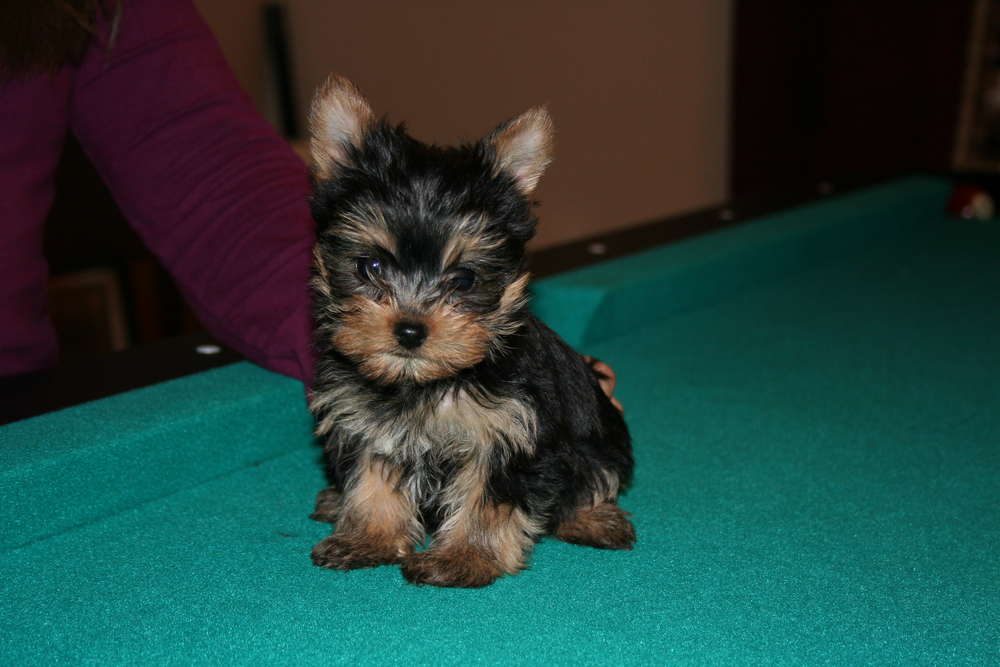 AKC T-Cup/Toy Yorkie Puppies!