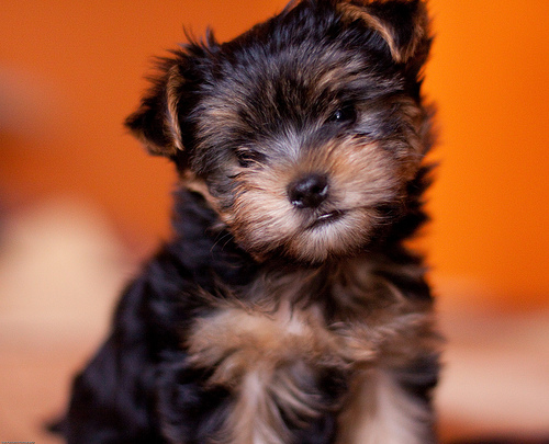 Teacup Yorkie Puppies for sale