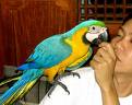 Parrots and their fertile eggs of all species for sale